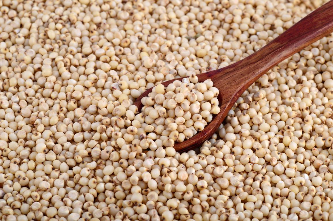 Sorghum